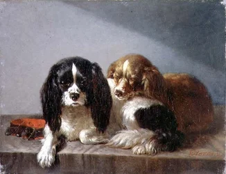 Épagneuls King Charles