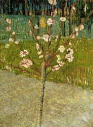 Amandier en fleurs