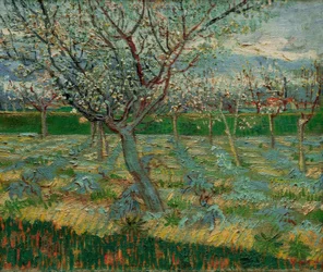Verger en fleurs avec abricotiers