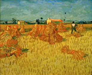 Récolte en Provence