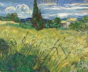 Champ de blé vert avec cyprès