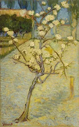 Petit poirier en fleurs