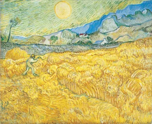 Champ de blé derrière l