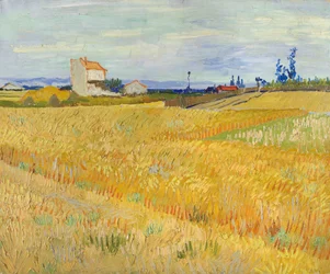 Champ de blé