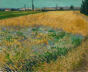 Champ de blé