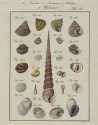 Coquillages : Trochi, Turbines, Neritae Helices, du Neues Systematisches Conchylien-Cabinet, 1784