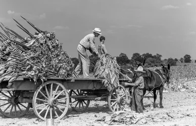Homme et garçons chargeant des feuilles de tabac fraîchement récoltées sur un chariot dans une ferme