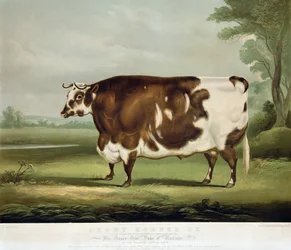 Un bœuf à cornes courtes, gravé par John Day, 1856