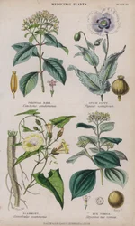 Écorce de quinquina; Pavot à opium; Scammonée; Noix vomique (gravure en couleur)