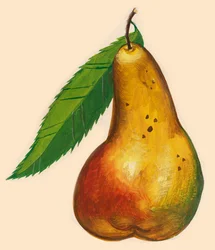 Poire avec feuille, dessin