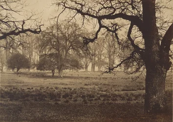 Parc de Windsor, nourrissage des cerfs