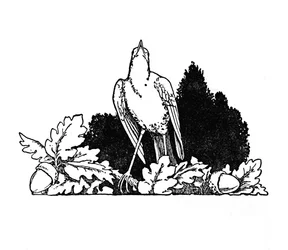 Parmi les branches habitait un rossignol, vers 1930