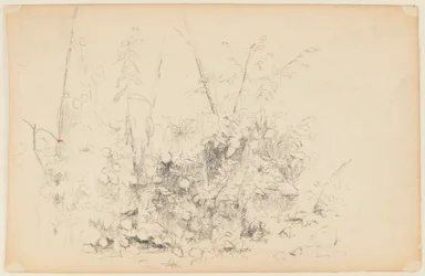 Esquisse de plantes sauvages