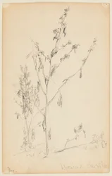 Étude de chardons
