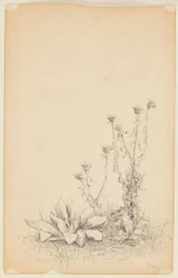 Étude de plantes sauvages