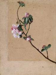 Fleurs de pommier