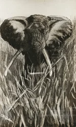 Éléphant d