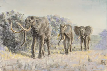 Eléphants d