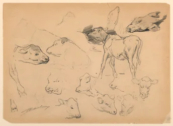 Études de bovins, têtes de moutons et un cochon