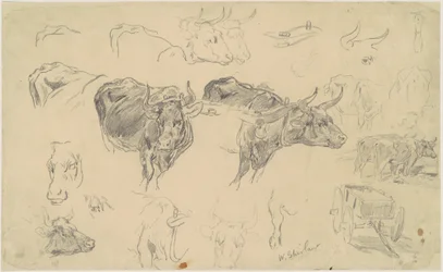 Études de bœufs