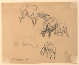 Études de moutons