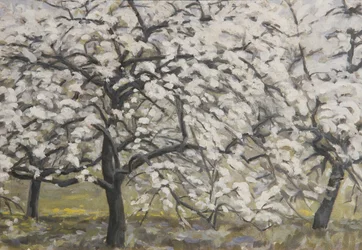 Arbres fruitiers en fleurs