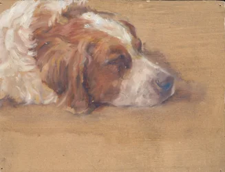 Tête de chien (étude)