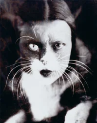 Le chat et moi