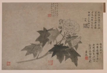 Hibiscus, 1347