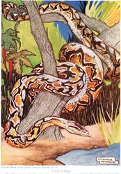 Python géant, illustration de 