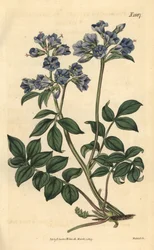 Polemoine rampante - Valériane grecque rampante, Polemonium reptans. Gravure botanique coloriée à la main par Weddell, tirée du Curtis