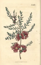 Melaleuca à feuilles de thym - Melaleuca thymifolia. Gravure botanique coloriée à la main par Weddell, tirée du Curtis