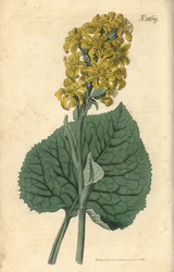 Ligular sibérien - Ligularia sibirica (Cineraria sibirica, Cineraria sibirica). Gravure botanique coloriée à la main par Weddell, tirée du Curtis