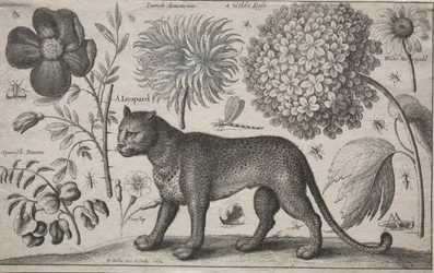 Animaux et plantes : Léopard avec plantes et insectes, 1662