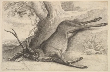 Cerf mort, 1646