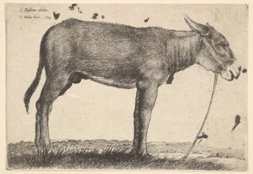 Âne, 1649