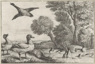 Canards