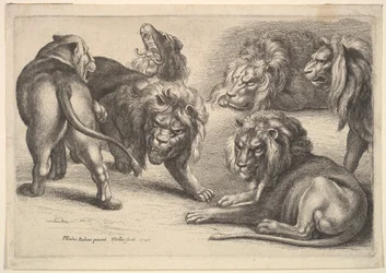 Cinq lions et une lionne