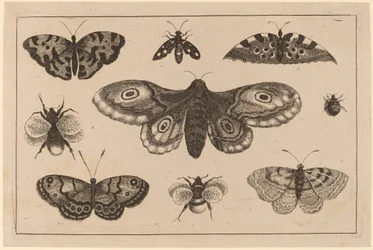 Papillon, papillons et abeilles