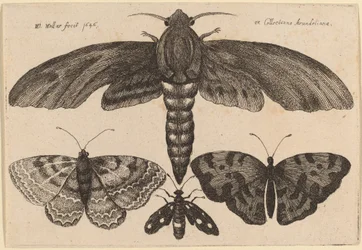 Papillon de nuit et trois papillons
