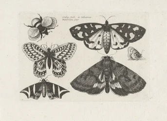 Motten, vlinders en een hommel