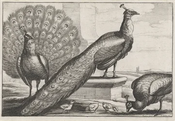 Paons. Diversae avium species (titre de la série)