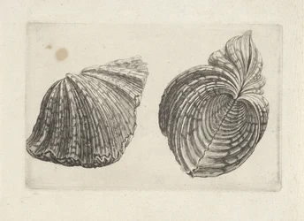 Coquille, hippopus hippopus