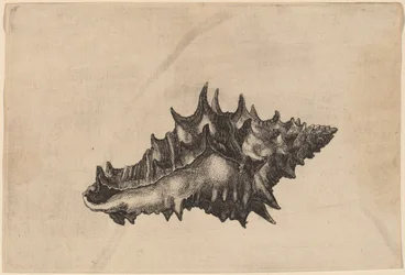 Coquillage (Vasum ceramicum)