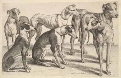 Six chiens, 1646