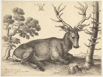 Cerf couché à droite