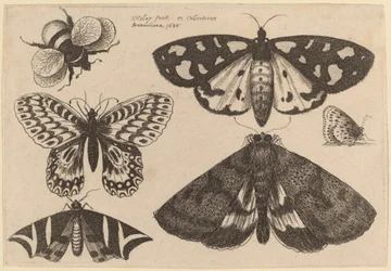 Trois papillons de nuit, deux papillons et un bourdon