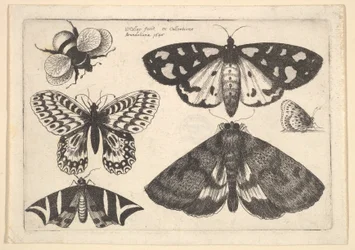 Trois papillons de nuit, deux papillons et un bourdon