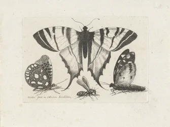 Papillons et une guêpe