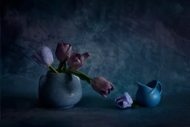 Tulipes bleues mélancoliques